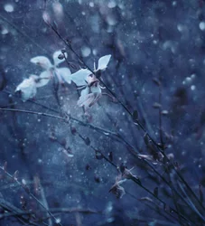 Fleurs d