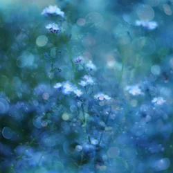 Fleurs au bokeh bleu tendre