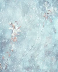 Fleurs d
