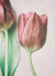 Tulipes aux teintes douces et rosées