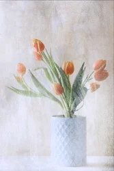Tulipes orange pâle