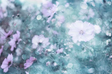 Fleurs de cosmos aux tons pastel délicats