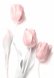 Tulipes rose pâle