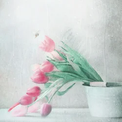 Pluie de tulipes rose pâle