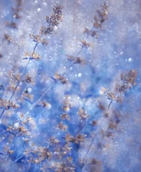 Bleu hivernal étincelant