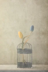 Tulipes vintage en cage