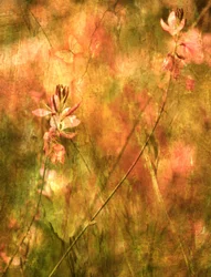 Fleurs sauvages d