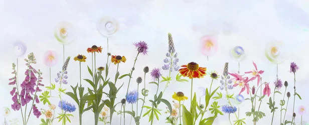 Un jardin coloré et enchanteur