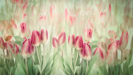 Des tulipes roses de rêve