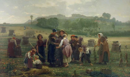 Récolte de pavots en Picardie, 1860
