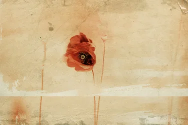 Coquelicot rouge vintage