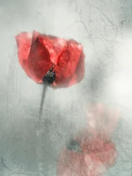 Coquelicot rouge vintage