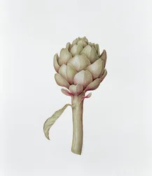 Artichaut, 1999