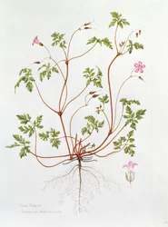 Herbe Robert