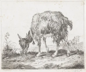 Chèvre broutant avec une cloche