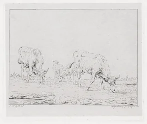 Vaches paissant