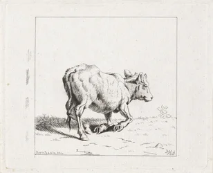 Veau se levant