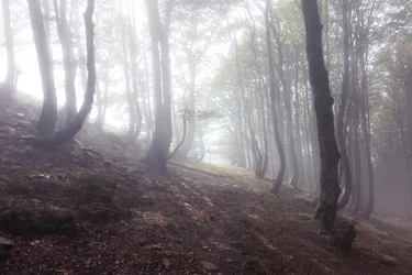 Camino a Roncesvalles, 2016 (photographie numérique)