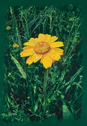 Marguerite jaune près de Caparra, 2025 (acrylique et crayon sur tissu)