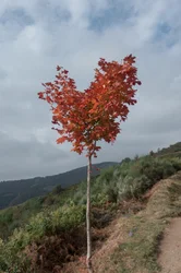 Arbre à cœur, 2016 (photographie numérique)