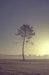 Arbre sur la route, 2016 (photographie numérique)
