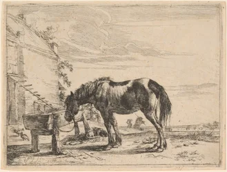 Un cheval attaché à une mangeoire