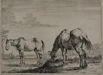Cheval broutant, planche trois de la série des chevaux