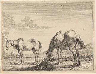 Deux chevaux broutant