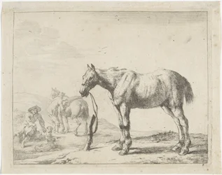 Cheval attaché à un poteau, vers la gauche