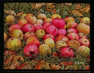 Pommes de Durnitzhofer, 1993