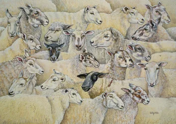 Mouton-Couverture