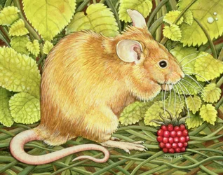 La Souris Framboise