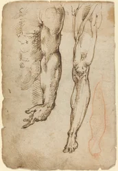 Études Anatomiques