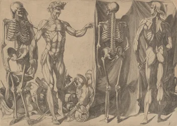 Deux hommes écorchés et leurs squelettes, vers 1540-45