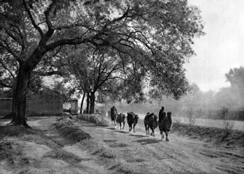 Caravane de chameaux, Pékin