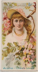 Acacia : Amour chaste, de la série Beautés florales et langage des fleurs N75 pour Duk