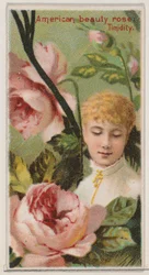 Rose American Beauty: Timidité, de la série Beautés florales et langage des fleurs, 1892