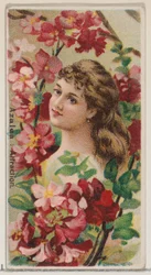 Azalée : Attraction, de la série Beautés florales et langage des fleurs N75 pour Duke..., 1892