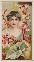 Bégonia : Originalité, de la série Beautés Florales et Langage des Fleurs N75 pour Du..., 1892