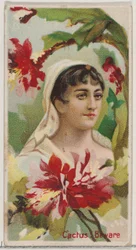 Cactus : Attention, de la série Beautés florales et langage des fleurs N75 pour Duke, 1892