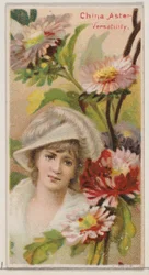 Aster de Chine : Versatilité, de la série Beautés Florales et Langage des Fleurs N75, 1892