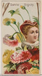 Dahlia : Dignité, de la série Beautés florales et langage des fleurs N75 pour Duke br