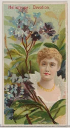 Héliotrope: Dévotion, de la série Beautés florales et langage des fleurs N75 pour Du...