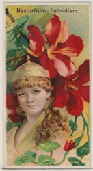 Capucine : Patriotisme, de la série Beautés florales et langage des fleurs N75 pour