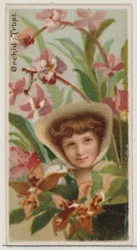 Orchidée : Confiance, de la série Beautés florales et langage des fleurs N75 pour Duke