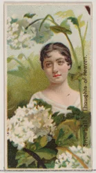 Boule de neige : Pensées du paradis, de la série Beautés florales et langage des fleurs N75, 1892