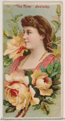 Rose thé : Jalousie, de la série Beautés florales et langage des fleurs N75 pour Duke..., 1892