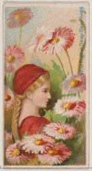 Marguerite anglaise sauvage : Délicatesse, de la série Beautés florales et langage des fleurs, 1892