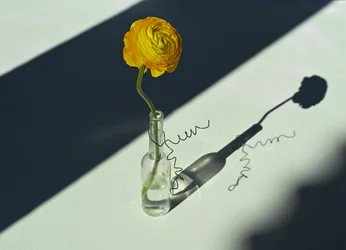 Ombre de renoncule éclairée par le soleil