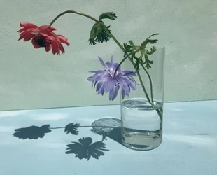 Ombres florales éclatantes